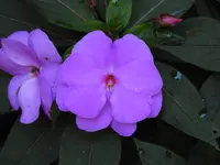 K1600_DSCN4902.webp