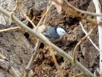 bird 112217.webp