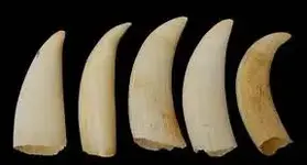orca teeth.webp