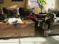 sleeping dogs.webp