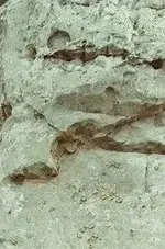 CROSS AND ANIMAL.webp