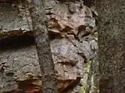 POSSIBLE FACE.webp