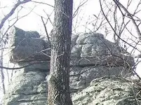 TURTLE CROP.webp