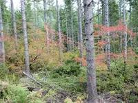 Canton Creek 1A.webp