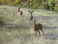 Rock creek1A.webp