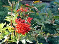 dingle berries2A.webp