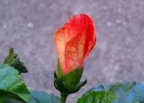 K1600_DSCN5045.webp