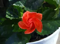 K1600_DSCN5052.webp
