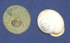 snailbutton.webp