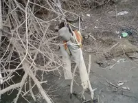 3 7 08 river 044.webp
