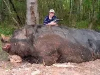 MonsterPig1.webp