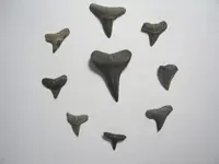 Fossil Hunt New Dog 019.webp