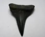 Fossil Hunt New Dog 021.webp