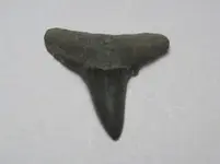 Fossil Hunt New Dog 022.webp