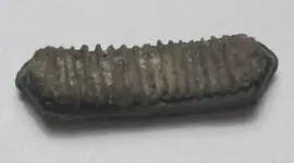 Fossil Hunt New Dog 030.webp