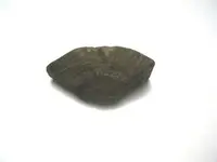 Fossil Hunt New Dog 031.webp