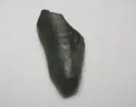 Fossil Hunt New Dog 032.webp
