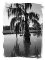 cypress3 (3).webp
