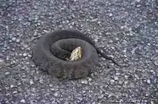 cottonmouth-water-moccasin-~-1346R-308.webp