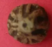 coins 003.webp