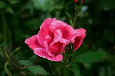 Pink_Rose_1.webp