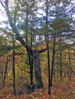 HootOwl.webp