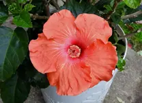 K1600_DSCN5091.webp