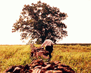 shawshank.gif