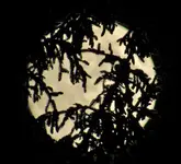 10 3 full moon 036.webp