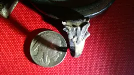 trade weight eagle ring 007.webp