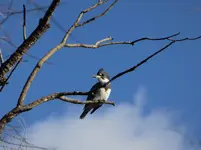 kingfisher 120217.webp