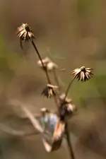 CRW_2893 -1.webp