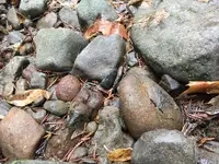 ImageUploadedByTreasureNet.com1511562250.343447.webp