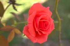 001.webp