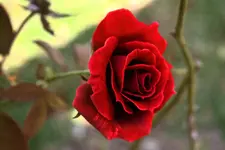 002.webp