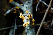 MushroomsOnTree.webp