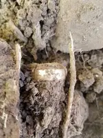 gold dirt.webp