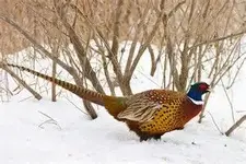 thZALFMKUZ ny.webp