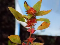 DSCN1132_1800.webp