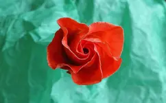 DSCN5769.webp