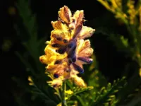 DSCN0443.webp