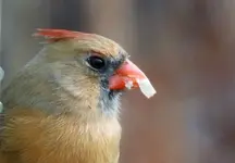 DSCN6335.webp