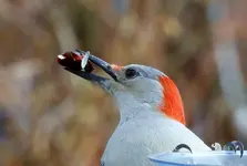 DSCN6347.webp