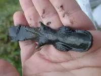 PA070005.webp