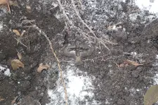 Christmas Eve Amboy City Park Hunt 005.webp