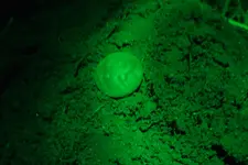 PTSD Hunt Melvin's CW Button Hole 002.webp