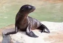 Seal.webp