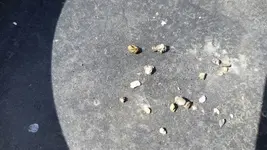 1510773275163.webp