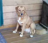dog_not_at_rest.webp