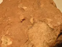 Snapping turtle 3.webp